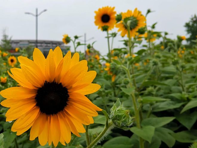 太阳花最新绽放，美丽与科学探索的交融